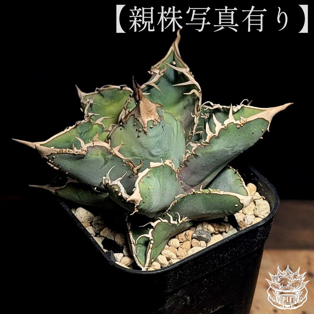 【こちらの血統はこの一株限定で1万円〜スタート】台湾産　ブツブツ株