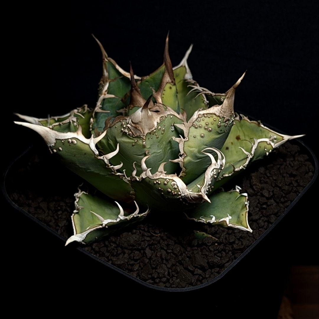 【こちらの血統はこの一株限定で1万円〜スタート】台湾産　ブツブツ株