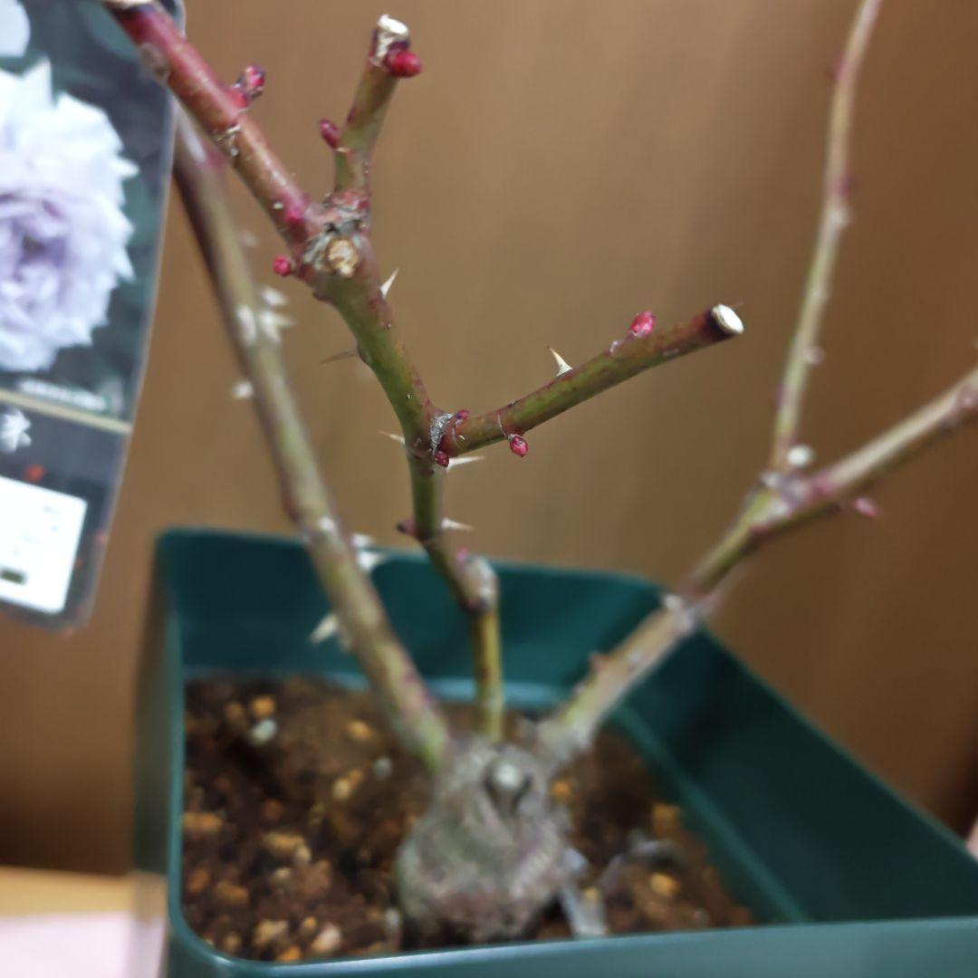 ✿流通無し　バラ　ウンディーネ　大苗✿