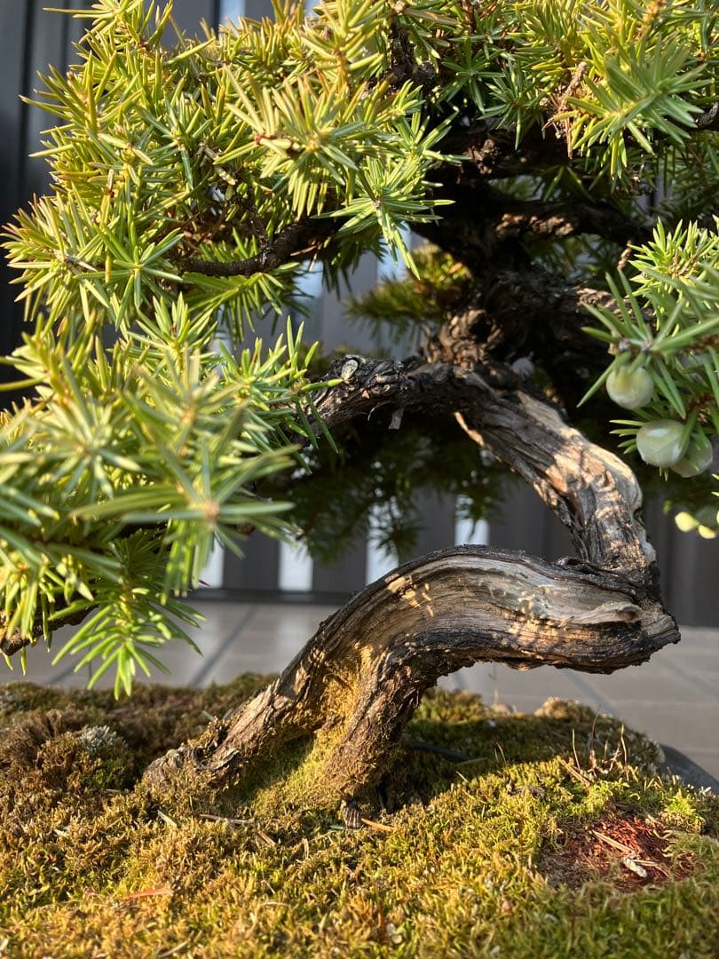 ◉杜松盆栽　究極の逸品　幹の曲と美しい樹形が超魅力！　　大特価！早いもの勝ち