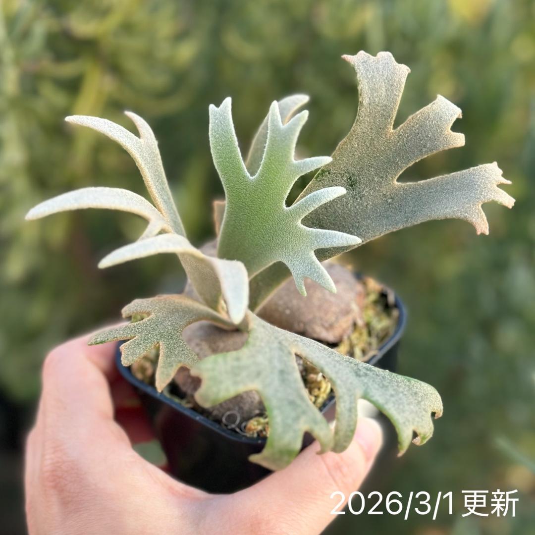 Yellow moon dwarf ’totoro’ sporeling 510