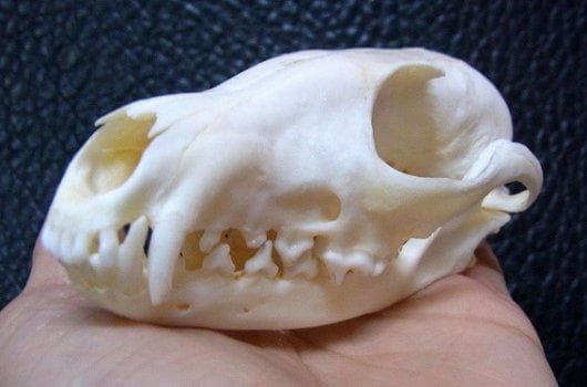 アフリカ便　美！ケープフォックス（ケープギツネ）の頭骨　※データ付属します