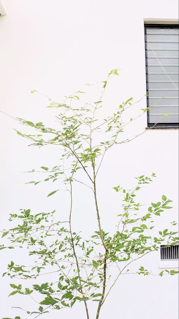 山採りウメモドキ。
