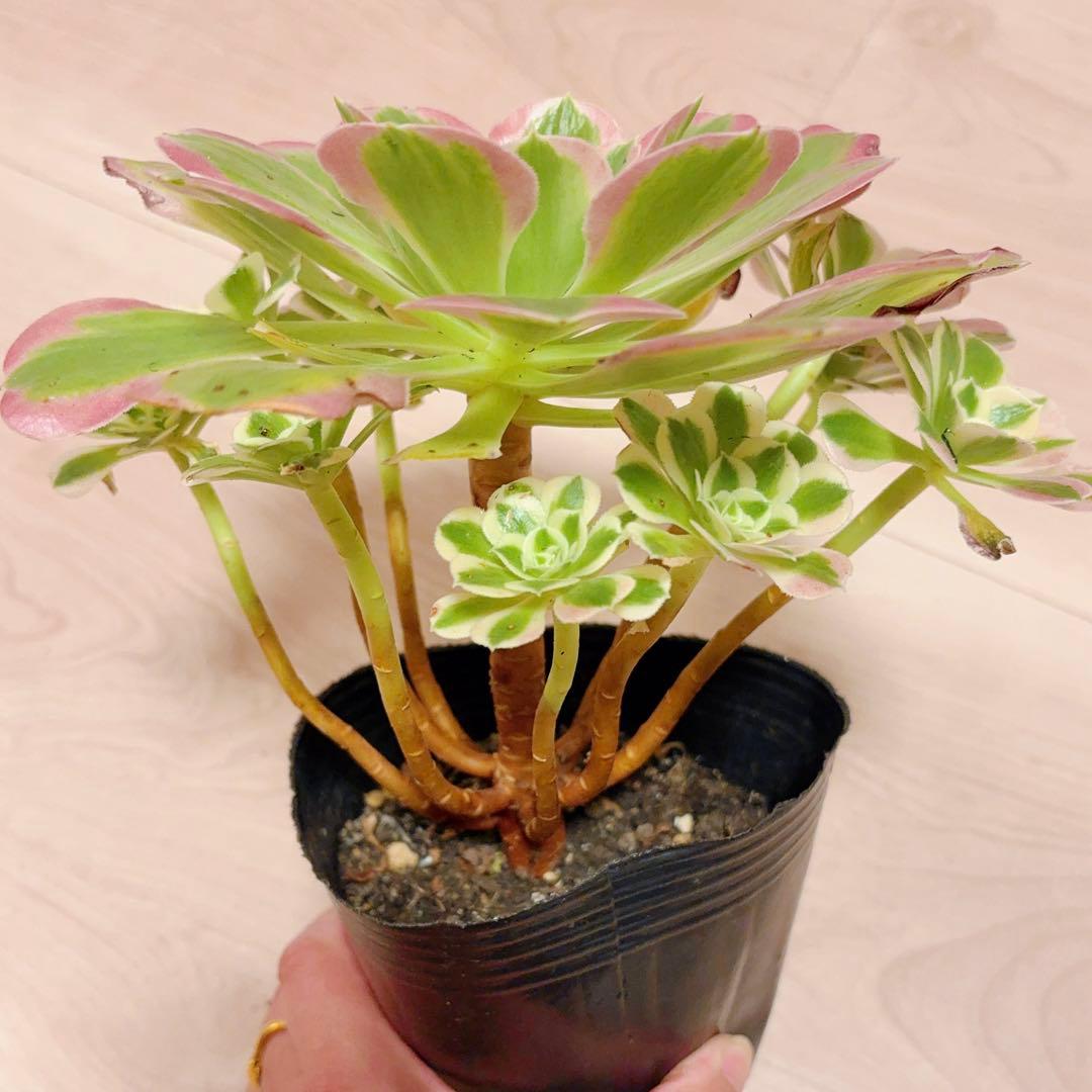 21#多肉植物アエオニウム錦❤️リバーストーン❤️ 1大頭10小頭20cm 拔き