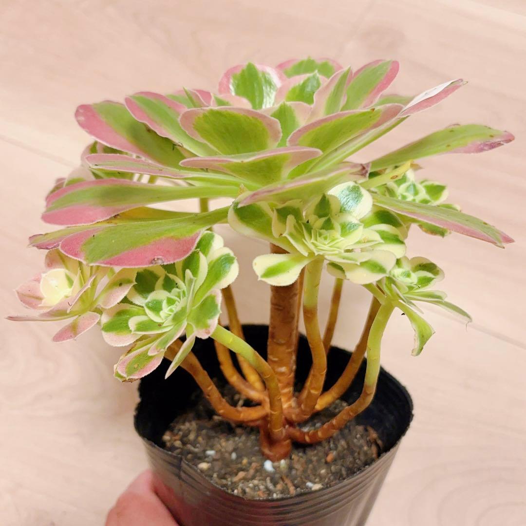 21#多肉植物アエオニウム錦❤️リバーストーン❤️ 1大頭10小頭20cm 拔き