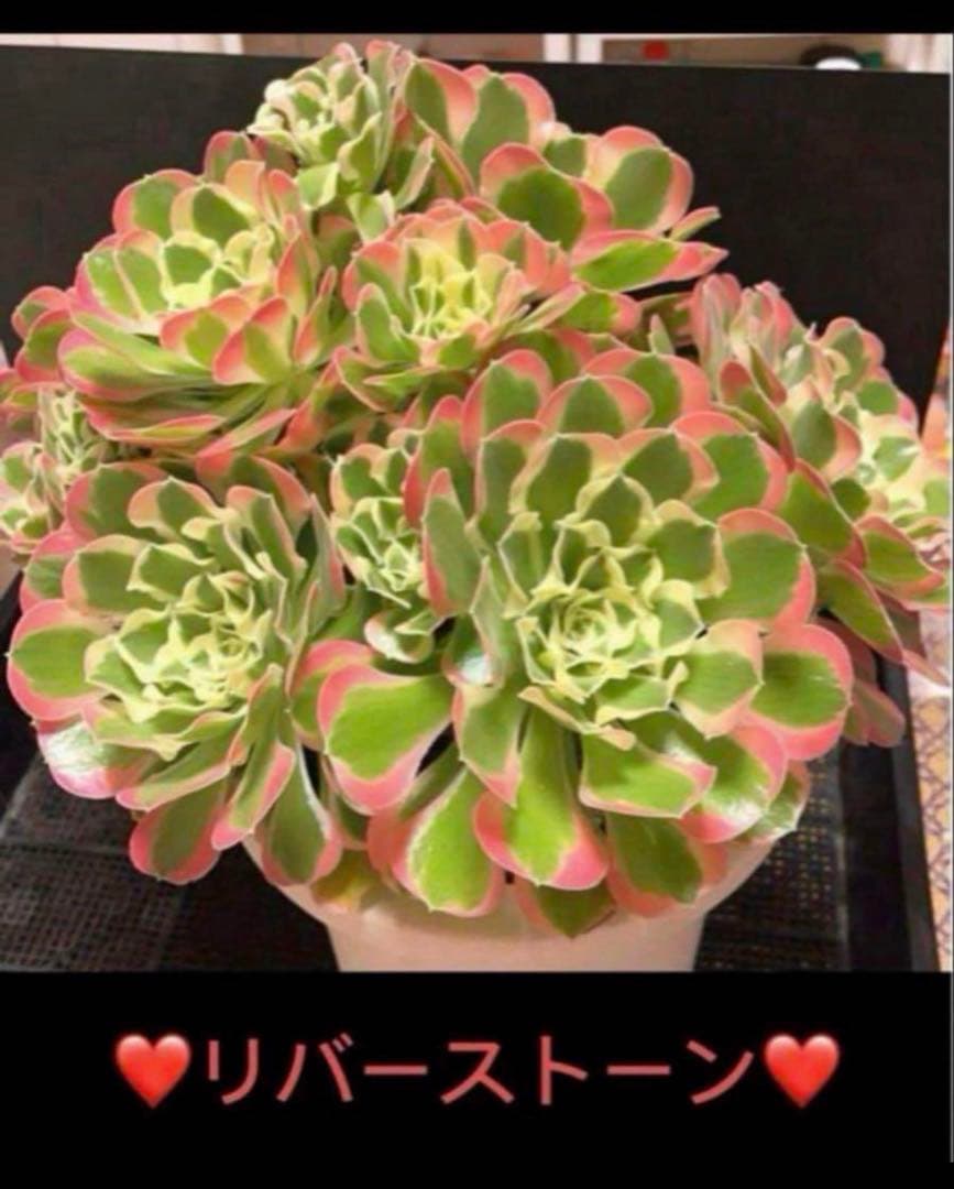 21#多肉植物アエオニウム錦❤️リバーストーン❤️ 1大頭10小頭20cm 拔き
