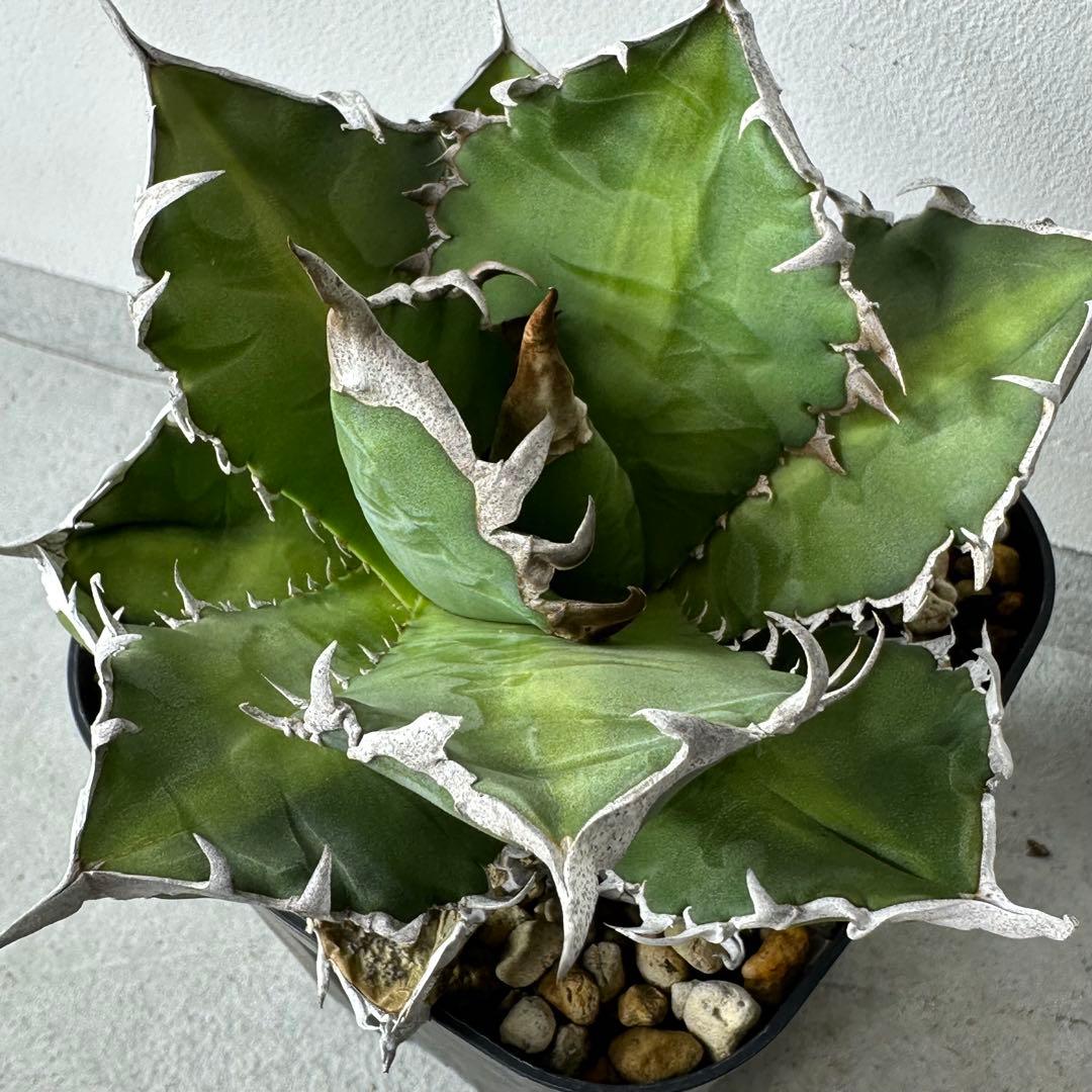 オアハカ オテロイ セット ※バラ売りは①〜④からお選びください