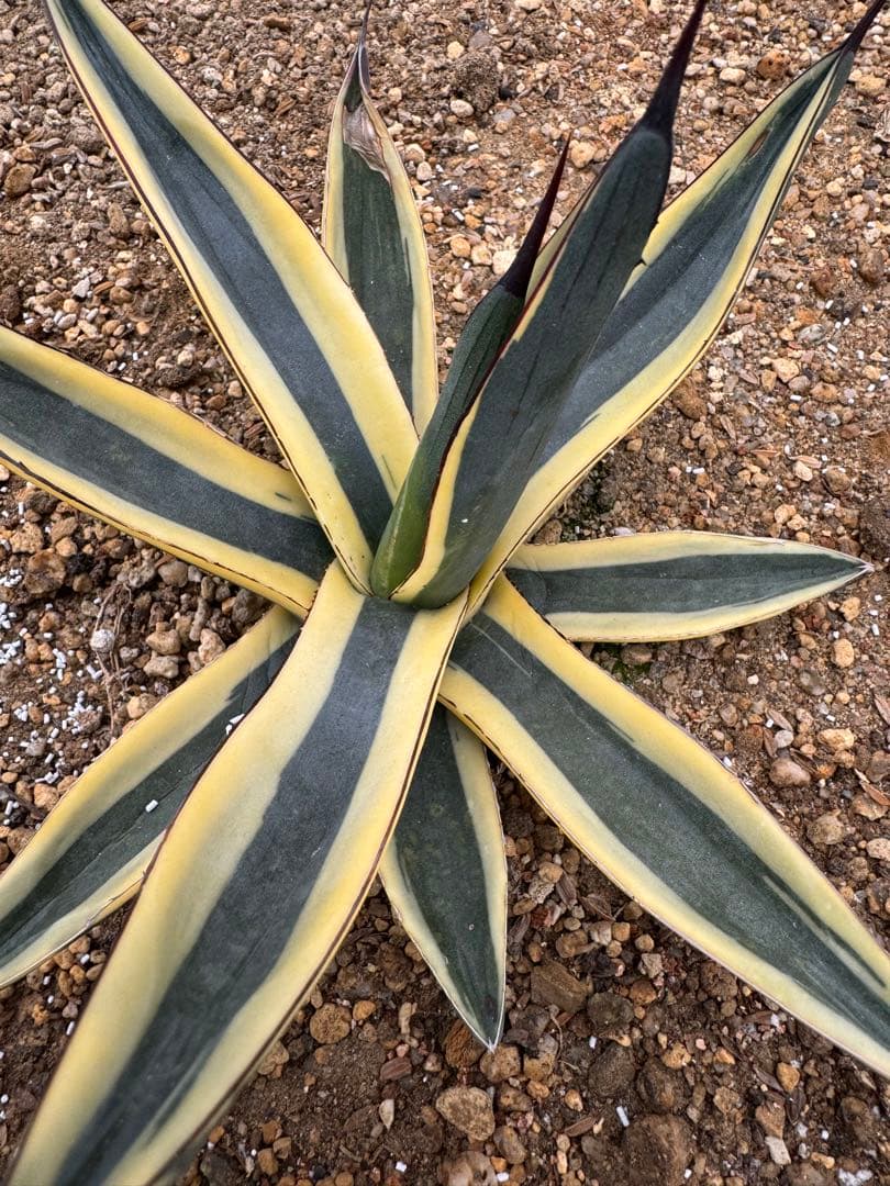 フラワー・ガーデニング Agave Sharkskin Great White Shark 65