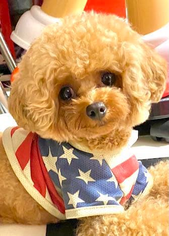 茶々丸