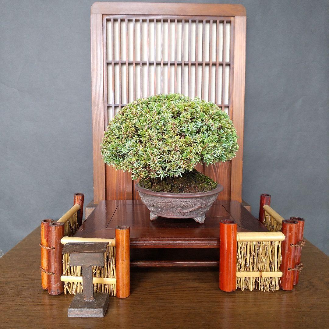 八房社松 盆栽