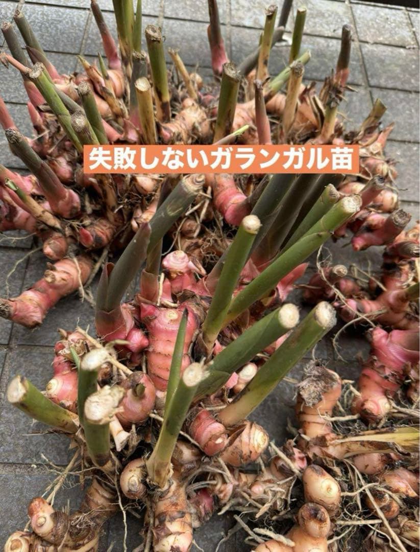 採れたて生ガランガルお料理用、苗でも10kg約