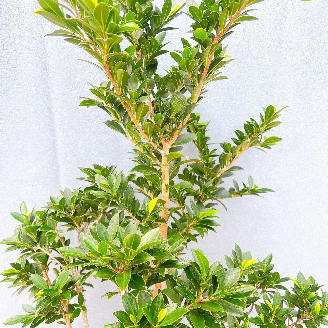 現品　フィカス　ゴムの木　ベリーリーフ　曲がり　特大　希少　観葉植物