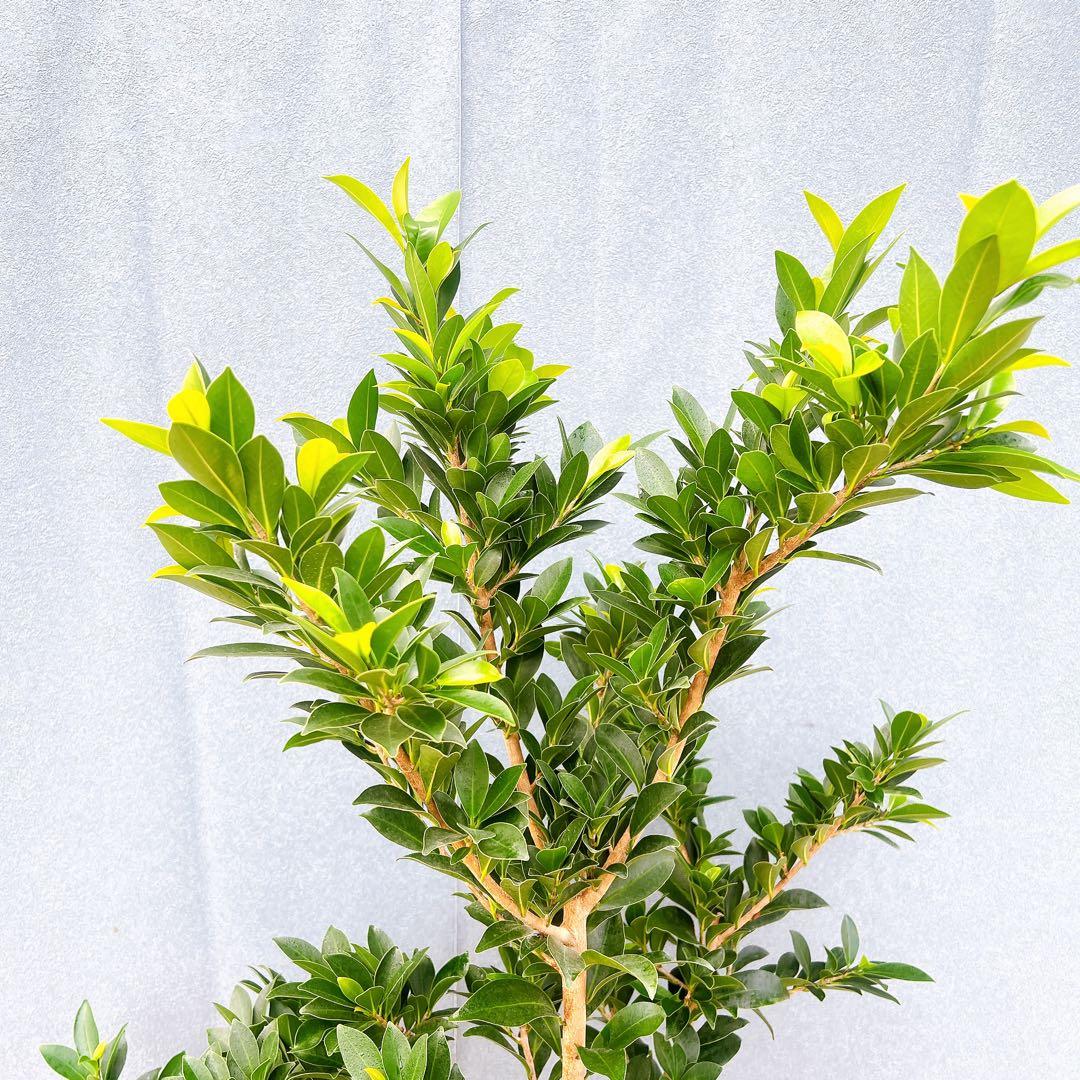 現品　フィカス　ゴムの木　ベリーリーフ　曲がり　特大　希少　観葉植物