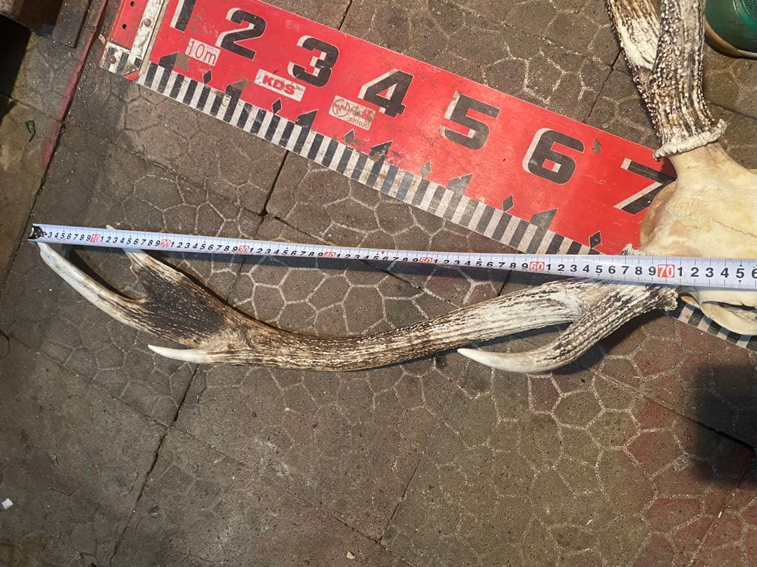 菊*ん様 蝦夷鹿hunting trophy（deer skull）異形角＋骨格