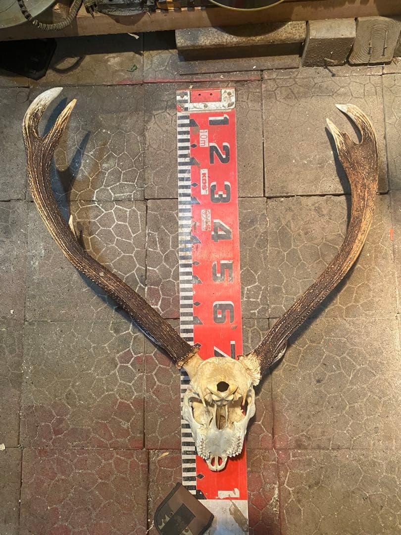 菊*ん様 蝦夷鹿hunting trophy（deer skull）異形角＋骨格