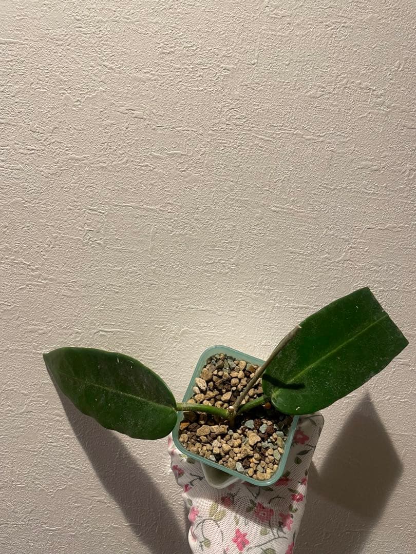 訳ありセール　珍種　ホヤ　Hoya Stenakei dark サクララン②