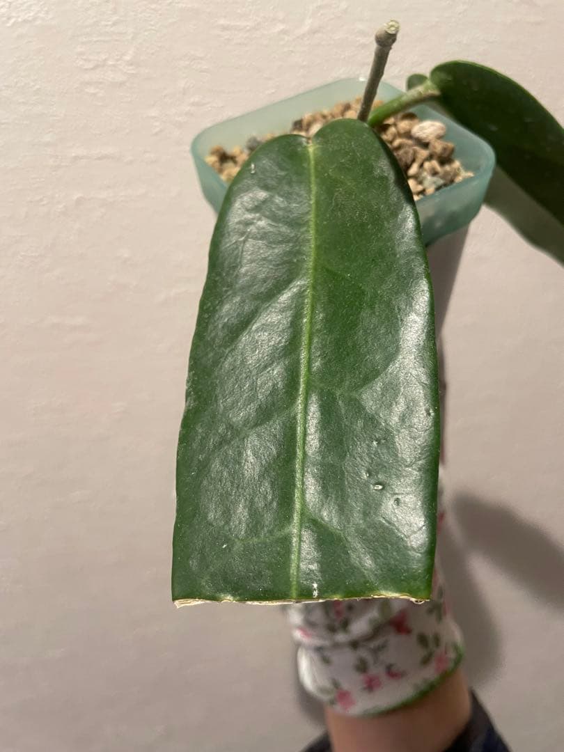訳ありセール　珍種　ホヤ　Hoya Stenakei dark サクララン②