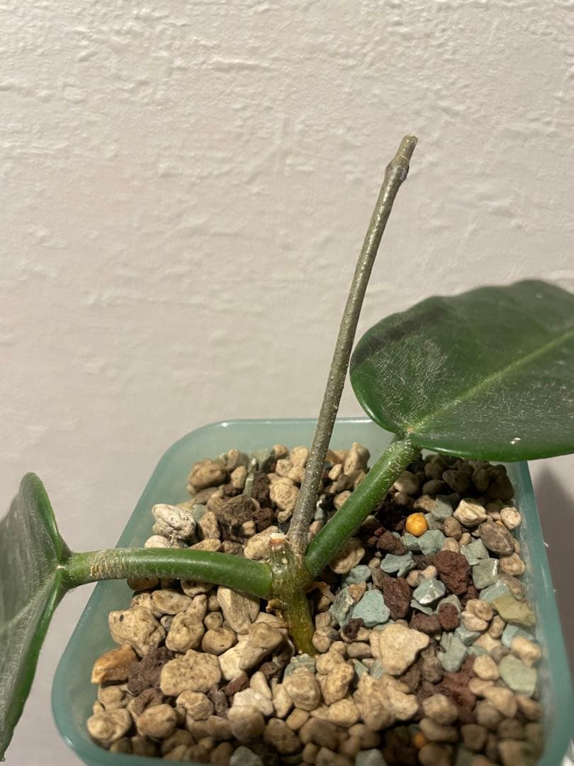 訳ありセール　珍種　ホヤ　Hoya Stenakei dark サクララン②