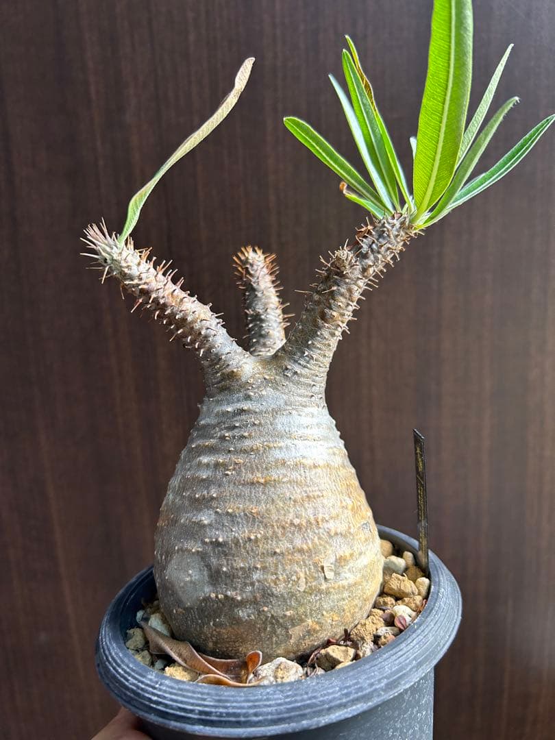 グラキリス現地球　良型　発根済み株