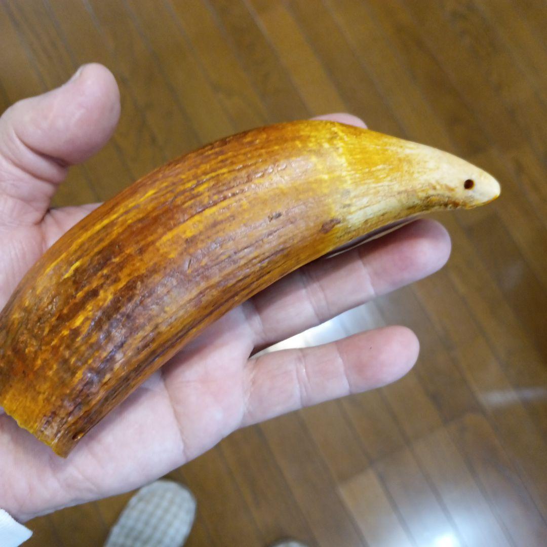 100年物鯨の歯（フィジーのタンブア）首からさげる286g