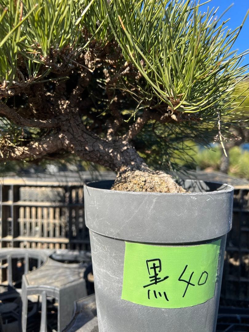 黒松盆栽　樹齢約35年　中品　格安　40
