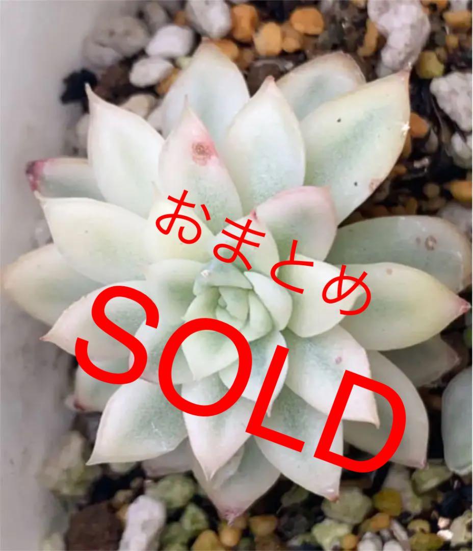 女雛錦   抜き苗  虫食いあり