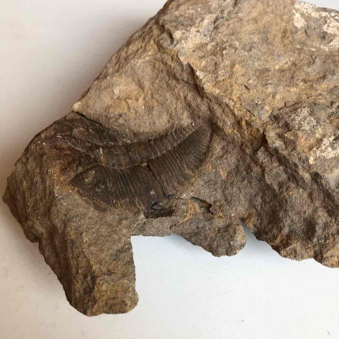 モロッコ産　三葉虫化石