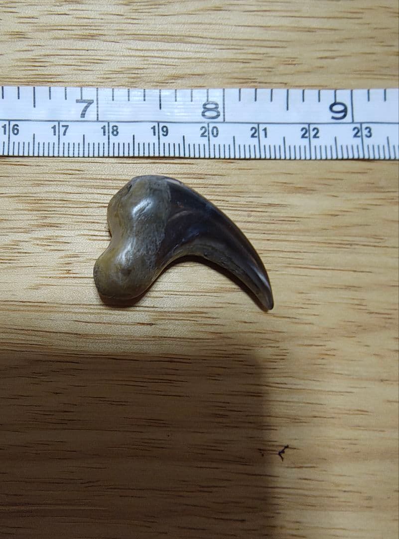 ツキノワグマ爪 魔除け 厄除け 置くだけお守り 天然素材 磨き仕上げ 個別購入可