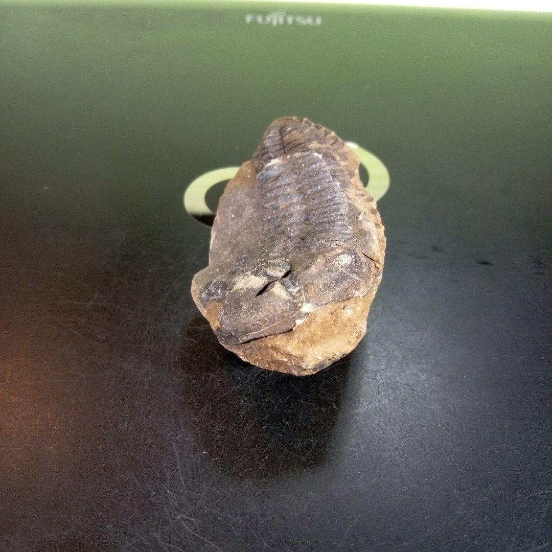 三葉虫　化石　ボリビア産　南アメリカ　trilobite　Bolivia三葉虫⑦
