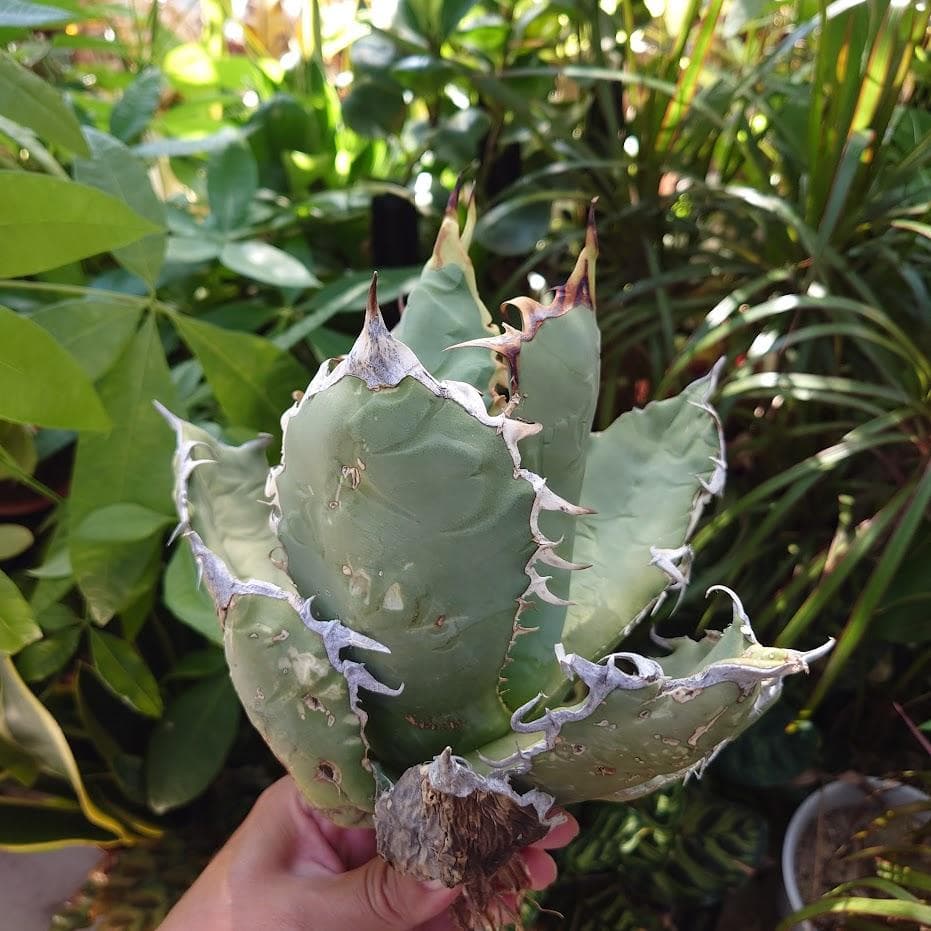 アガベ チタノタ オアハカ Agave titanota Oaxaca 19