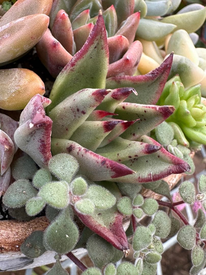 多肉植物☆リメ鉢寄せ植え