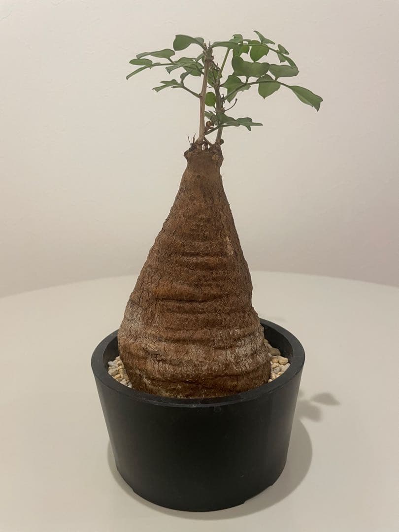 キフォステンマ モンタグナッキー