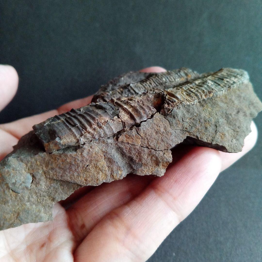 九州産　アンモナイト　ポリプチコセラス　希少