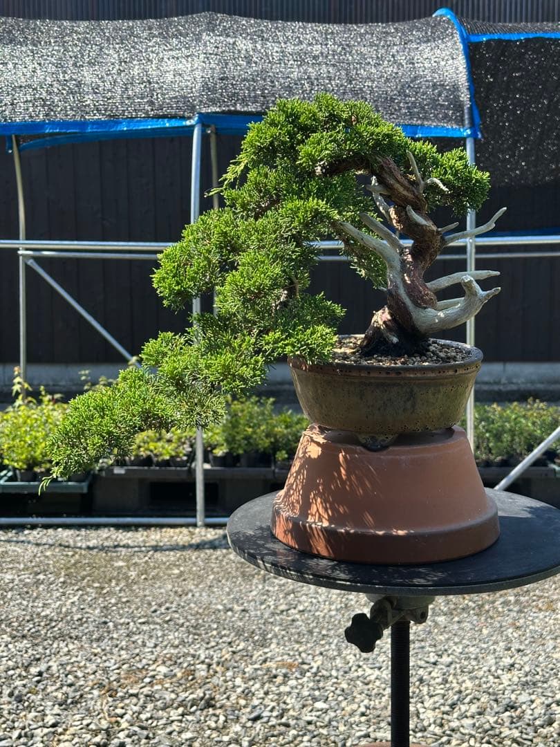 盆栽 糸魚川真柏 半懸崖 太幹-3