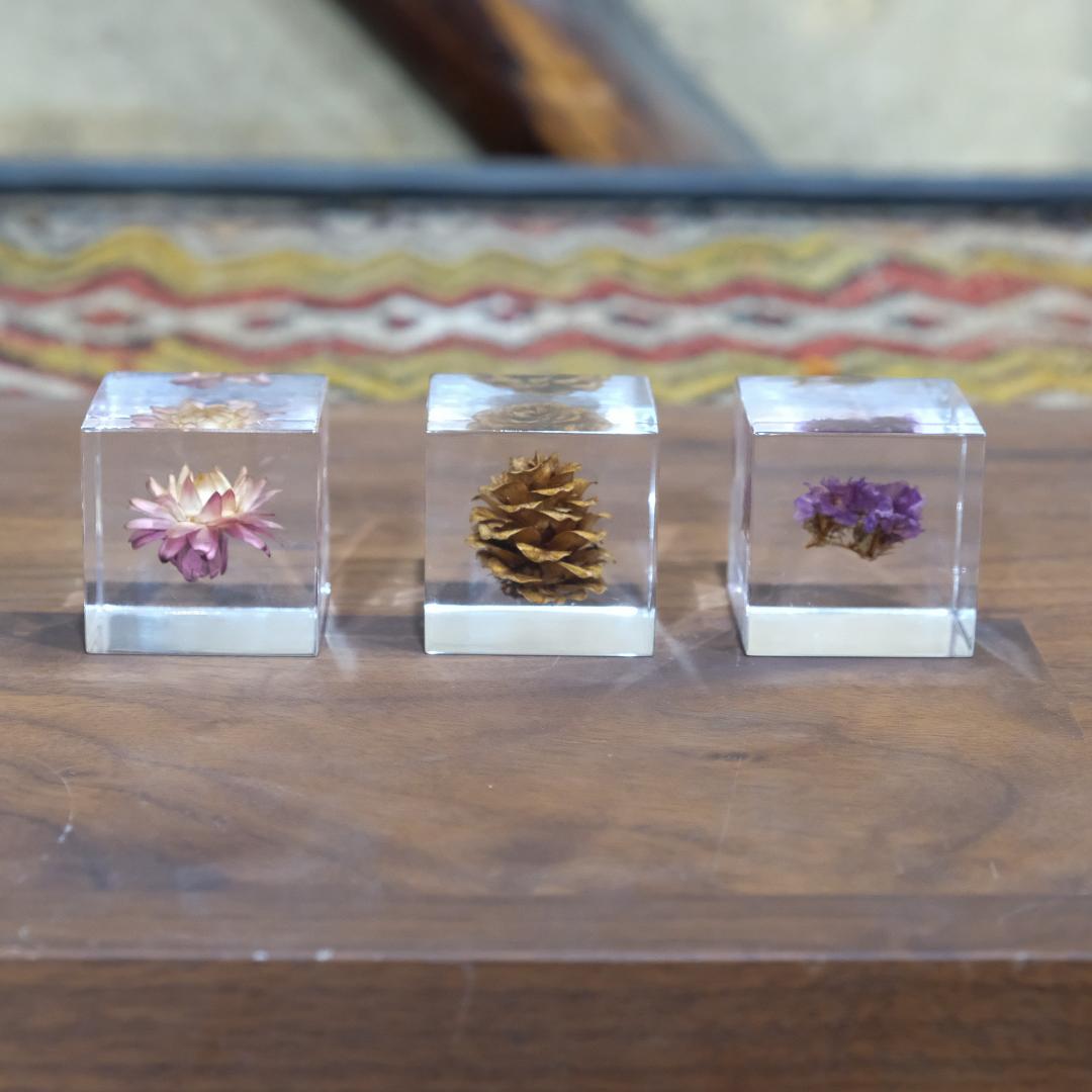 Sola cube ソラキューブ カイガラソウ カラマツ スターチス