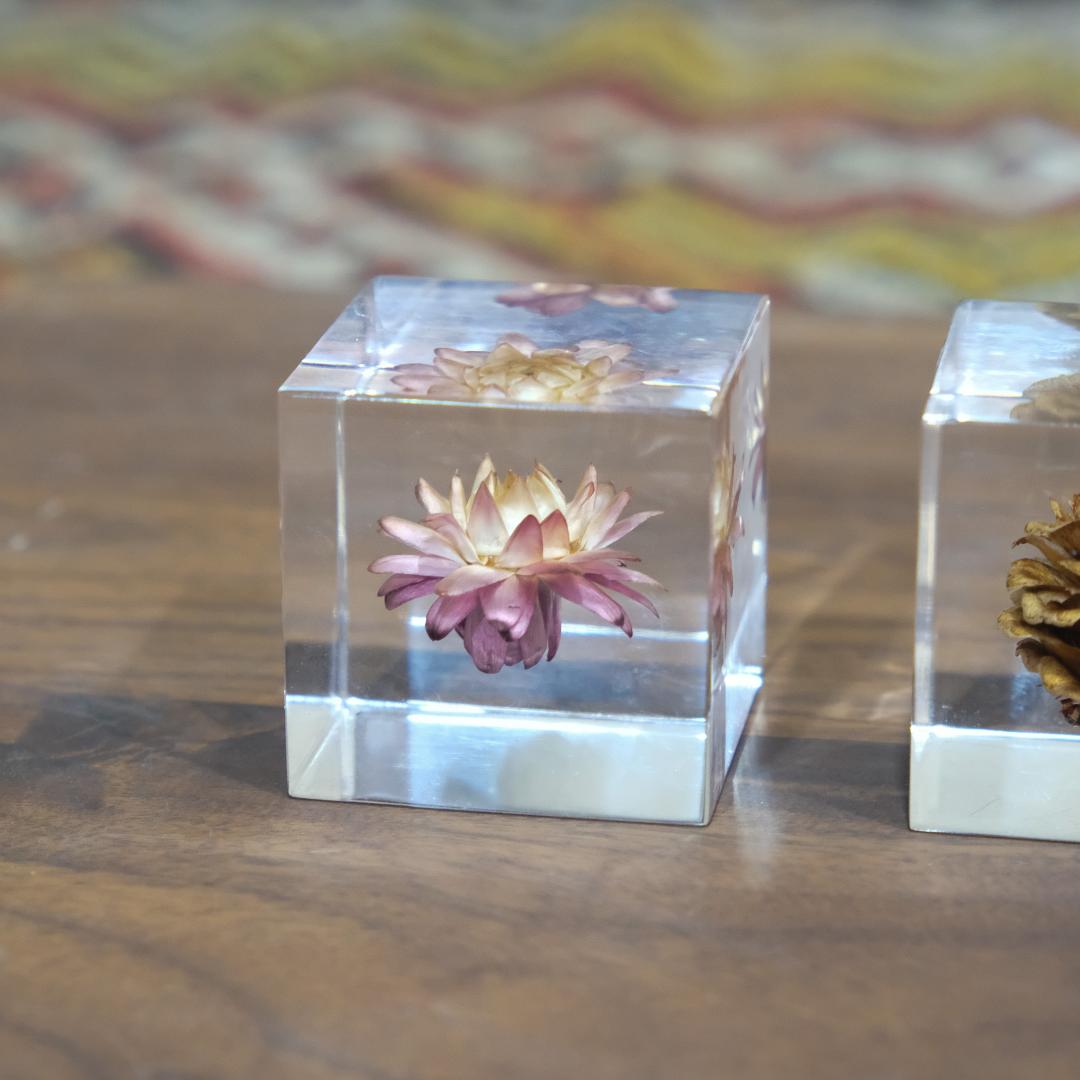 Sola cube ソラキューブ カイガラソウ カラマツ スターチス