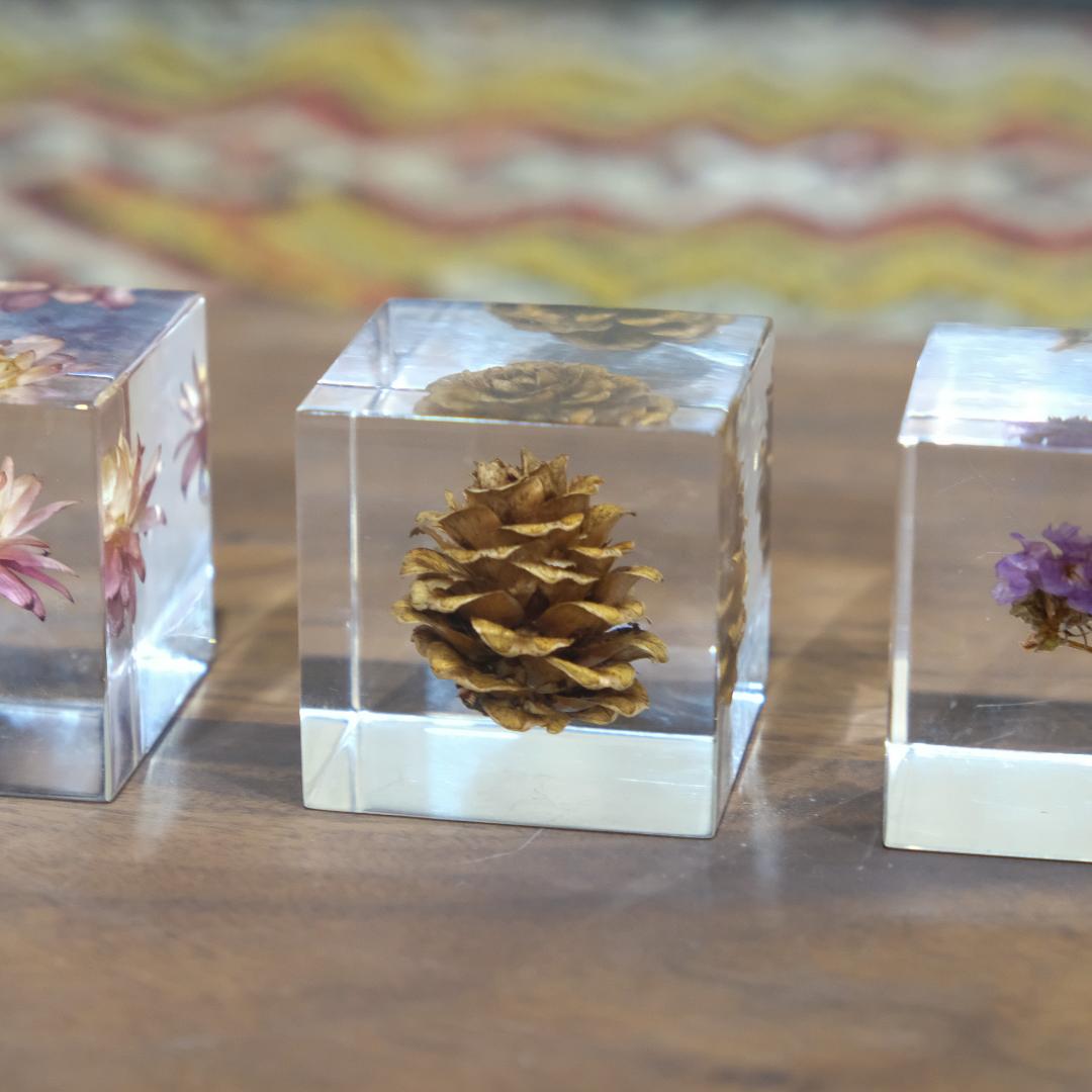 Sola cube ソラキューブ カイガラソウ カラマツ スターチス