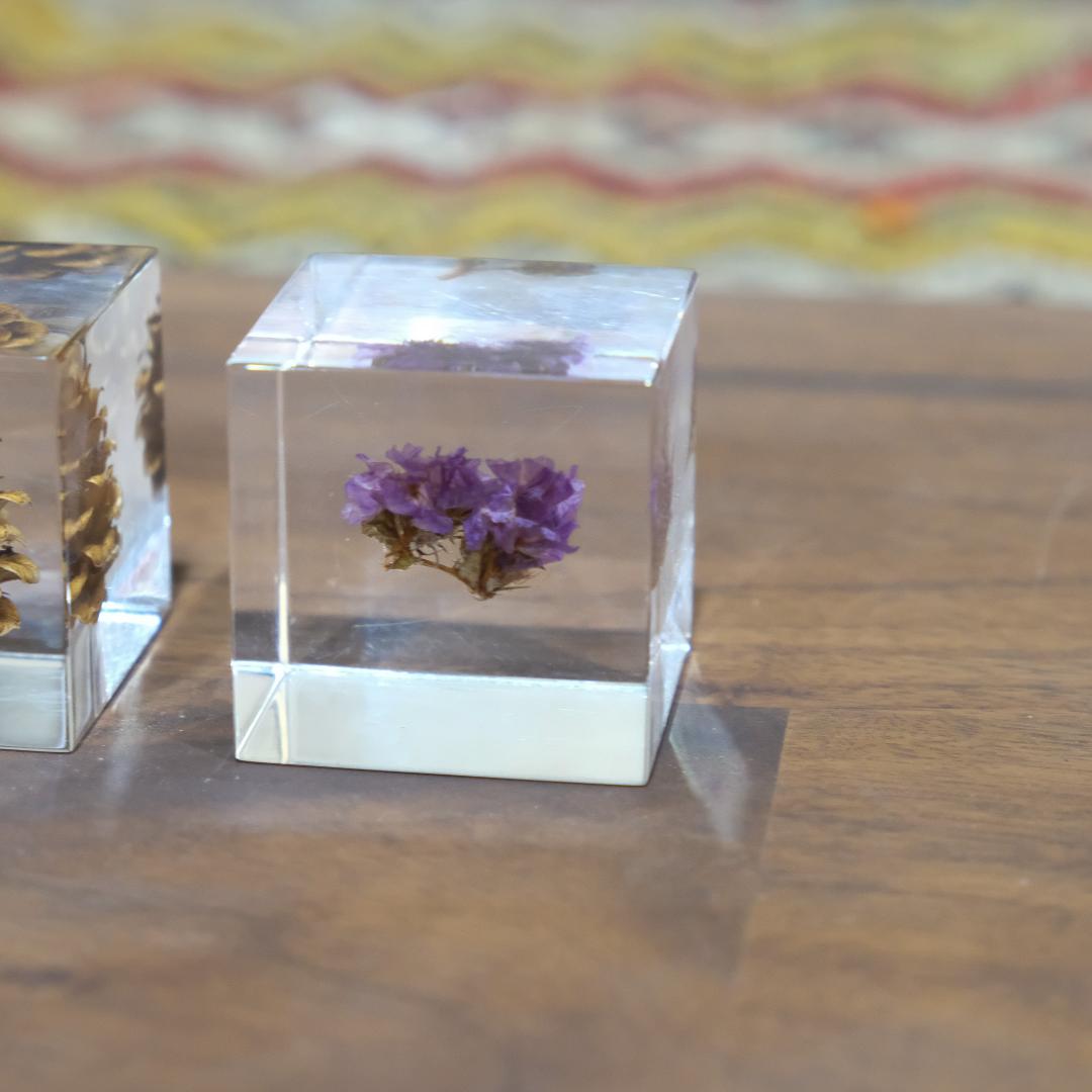 Sola cube ソラキューブ カイガラソウ カラマツ スターチス