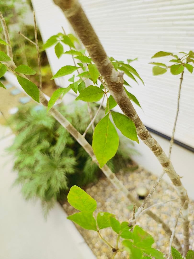 【株立ち・美白斑点模様】アオダモ A250402 【茨城直接引渡し可】山採り