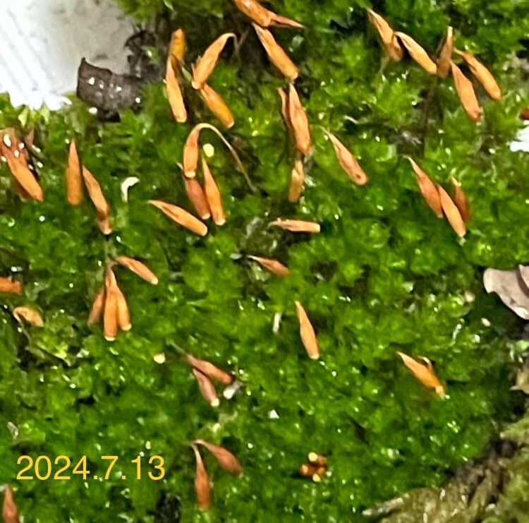 ホソウリゴケのリクエスト用ページ