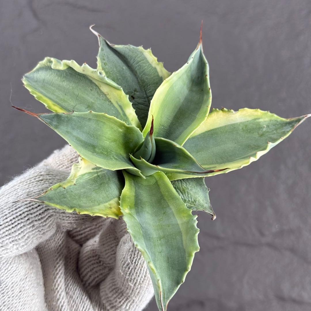 ゴ*ナ様 【アガベ オバティフォリア“オルカ”】地植え/-18℃まで/極上　L2