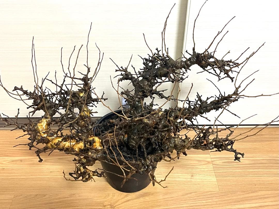 【マッスル坊主】コミフォラ エイル 特大 現地球 発根済