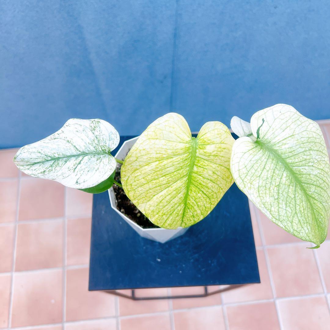 現品　モンステラ　ホワイトモンスター　41番　希少　観葉植物　インテリアグリーン