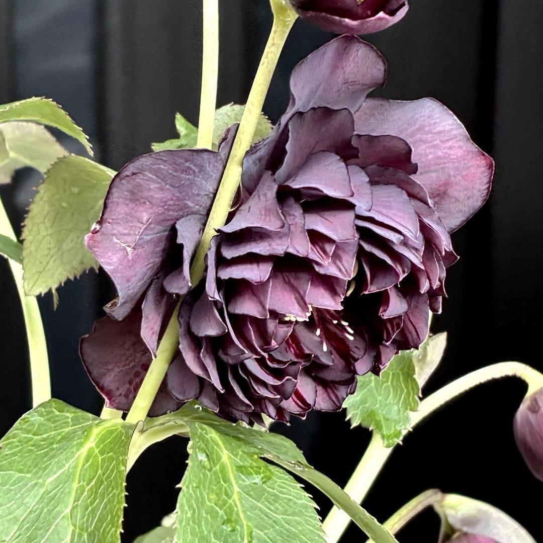 の*ん様 3438☘️花、自筆タグ付☘️⭐️ダーククレオパトラ⭐️超多弁⭐️中輪