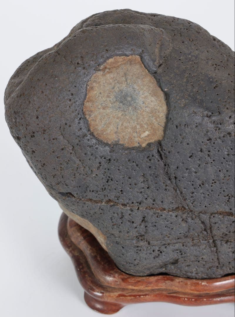 菊花石 花紋石 台座付 1.4kg 原石 鑑賞石 自然石 水石 盆石 牡丹石　蛙