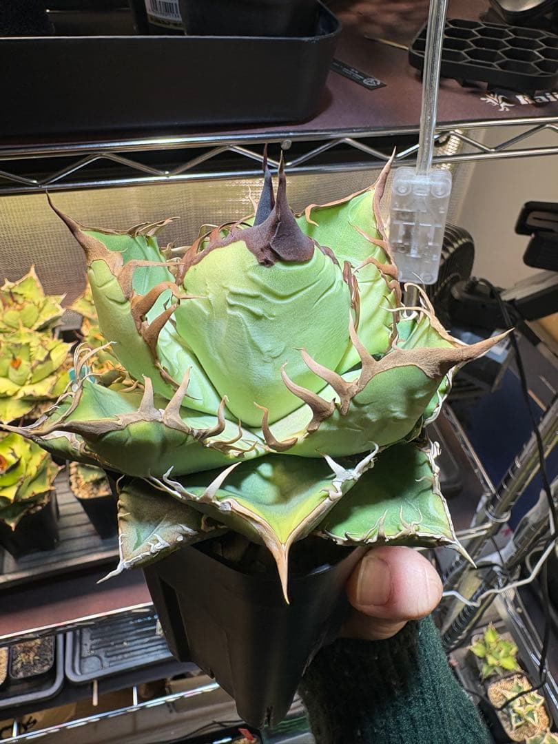 アガベ 実生　写真現物販売