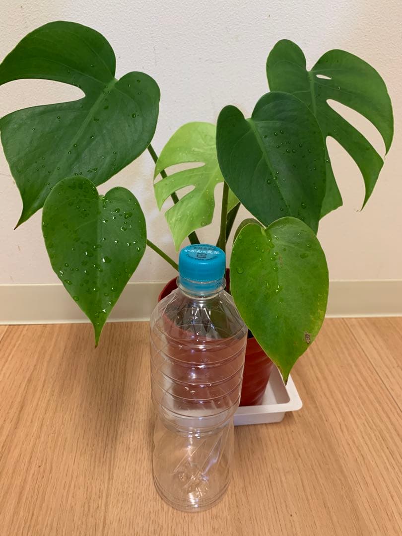 モンステラ　デリシオーサ　コンパクタ　観葉植物
