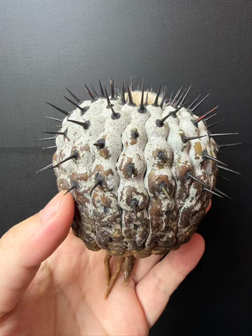 限定発売 コピアポア　黒王丸　Copiapoa cinerea手作り樹脂粘土