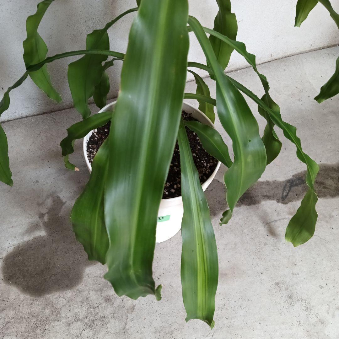 観葉植物 中程度の高さの緑の葉　幸福の木　マッサン　ゲアナ