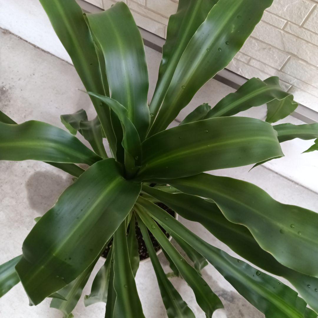 観葉植物 中程度の高さの緑の葉　幸福の木　マッサン　ゲアナ